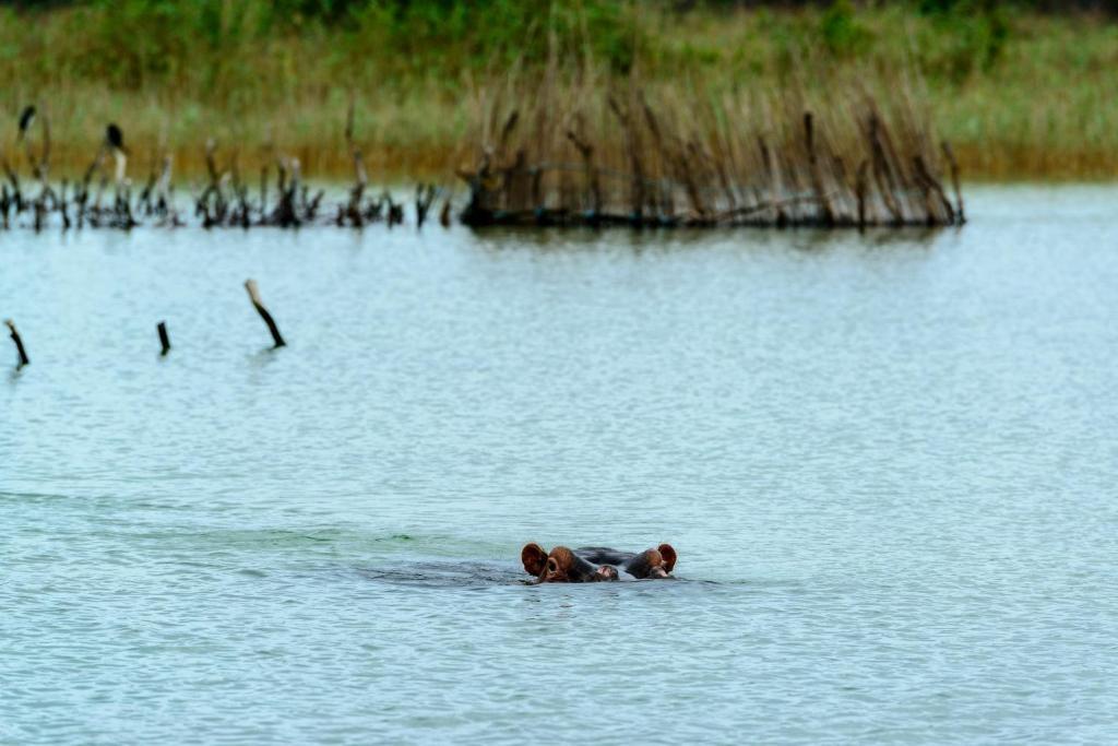 Kosi Forest Lodge Manguzi Dış mekan fotoğraf