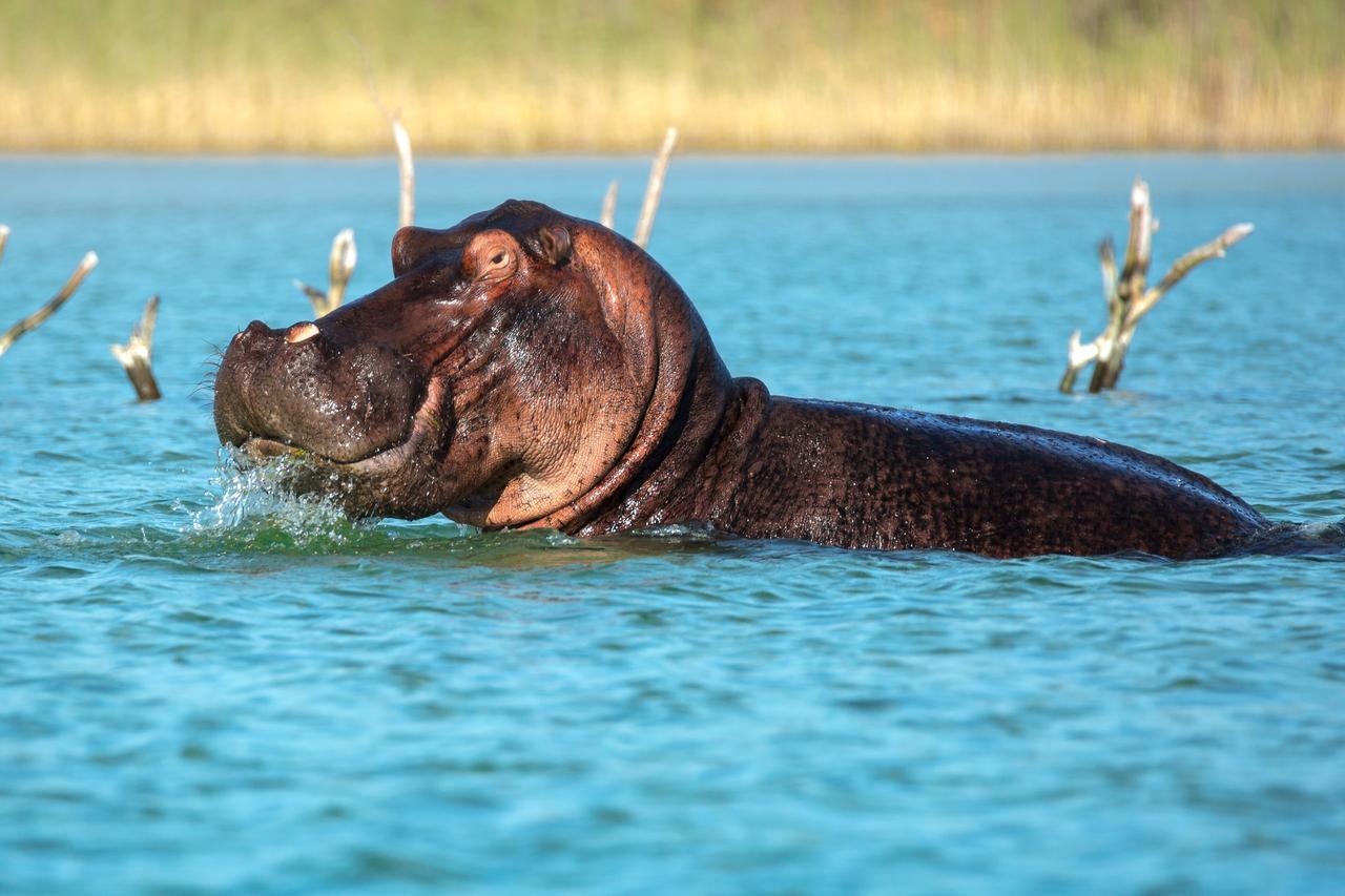 Kosi Forest Lodge Manguzi Dış mekan fotoğraf