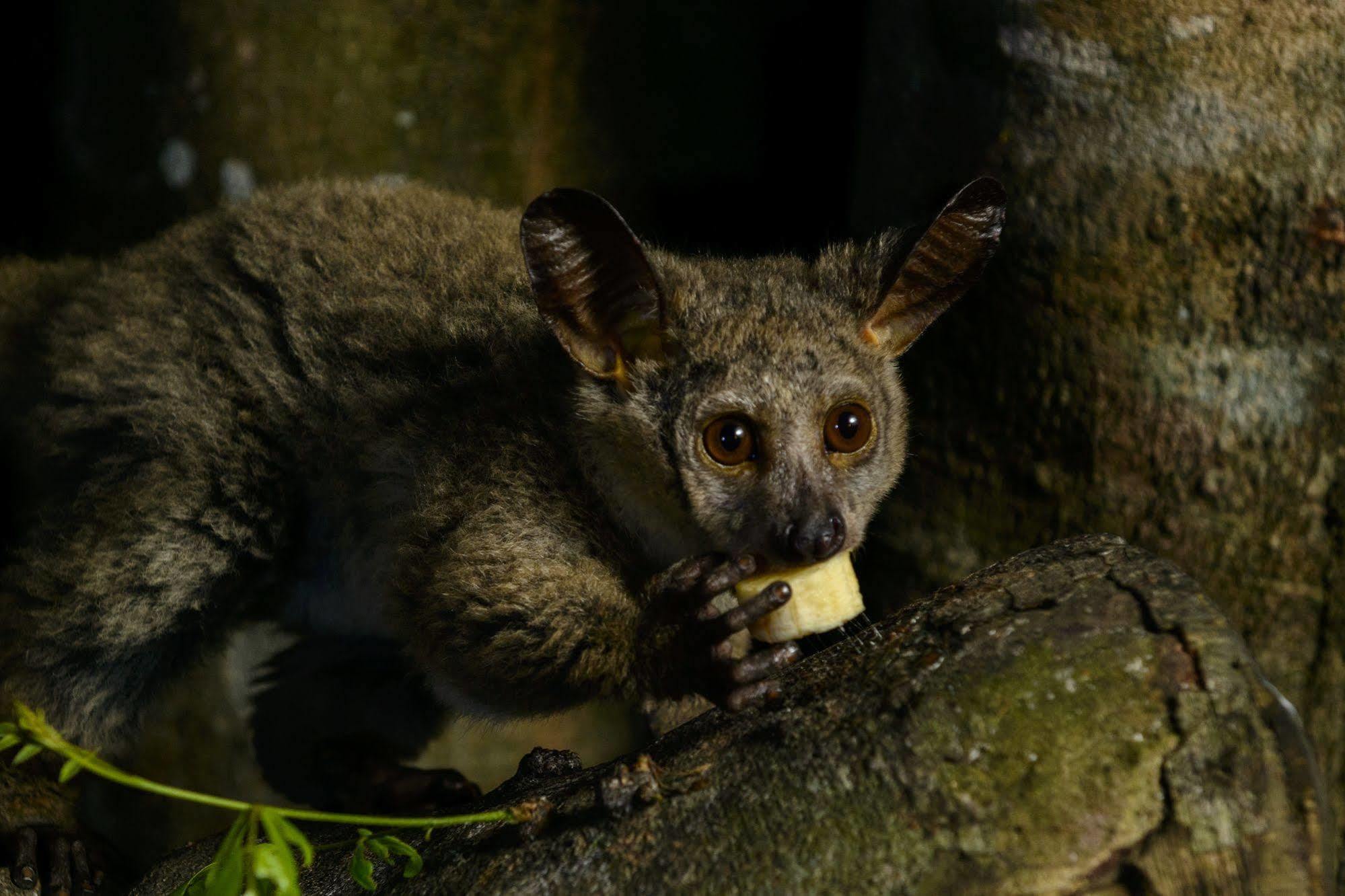Kosi Forest Lodge Manguzi Dış mekan fotoğraf